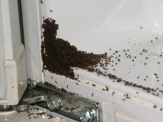 كم عدد النمل في العالم