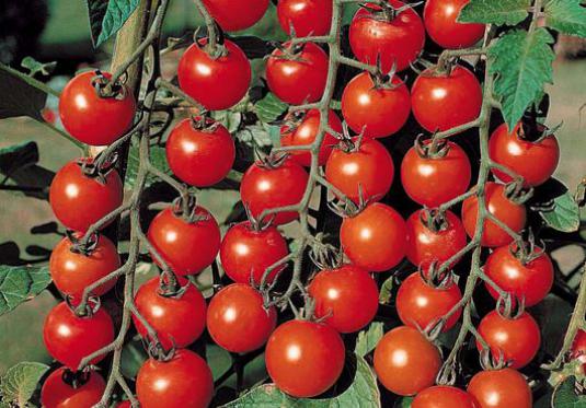 كيف تنمو الطماطم؟