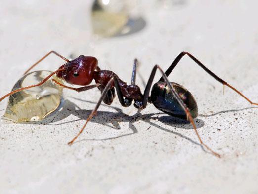 عدد في كم العالم النمل كم علم